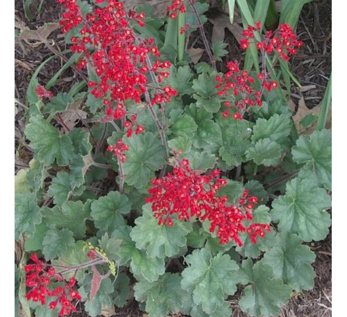 Гейхера Руби Беллс (Ruby Bells) C1